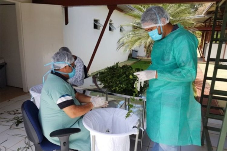 Farmácia Viva amplia distribuição de chá de guaco, com foco nos diabéticos