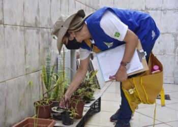 Quem tem plantas em casa deve redobrar os cuidados contra o Aedes aegypti