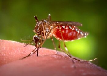 DF registra aumento de 646% nos casos de dengue em 2024